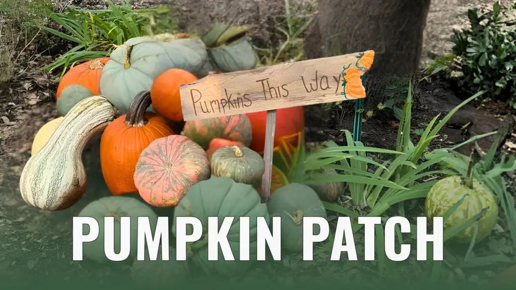 Pumpkin Patch at Clark Gardens